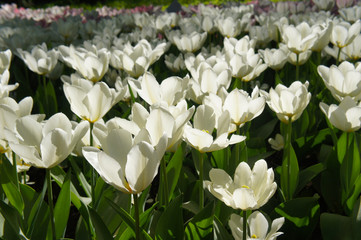 White tulips on green field in sunlight  