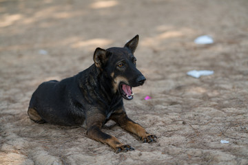 dog playing on the beach.