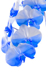  orchidée bleue, fond blanc