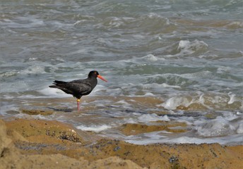Oystercatcher bird on the beach