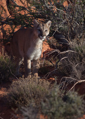 Cougar walking through desert bushes and Southern Utah's red rocks