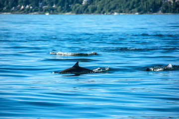Dolphins on Sunny Day