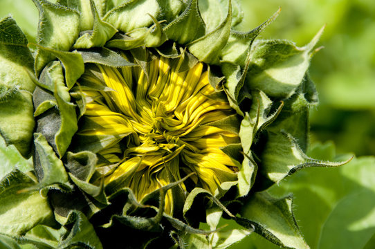 12 Best ひまわりのつぼみ Images Stock Photos Vectors Adobe Stock