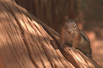 Bryce Canyon Critter
