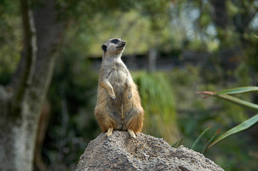Meerkat