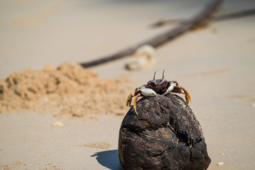 crab on a coconut