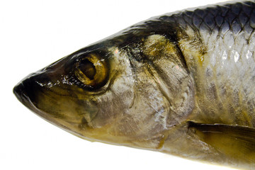 fish isolated on white background