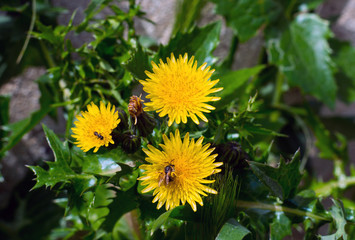 Spring flower dandelion