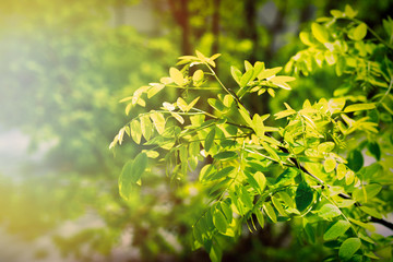 Green spring tree branch