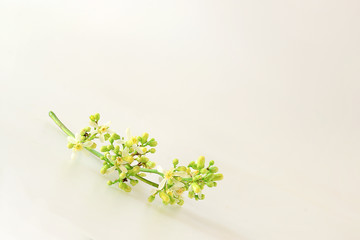 Neem flowers were placed on white background.