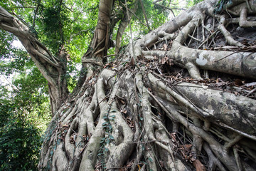 Big tree roots