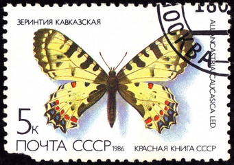 Fototapeta na wymiar USSR - CIRCA 1986: A stamp printed in the USSR shows a Butterfly - 