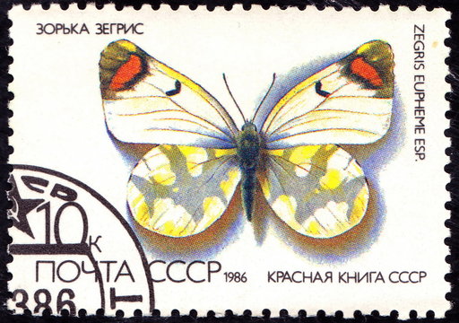 USSR - CIRCA 1986: A stamp printed in the USSR shows a Butterfly - "Zegris eupheme", circa 1986