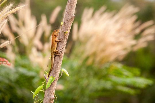 Thai Chameleon on tree