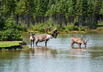 Woodland caribou in a natural setting
