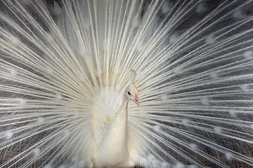 White peacock spread tail-feathers.