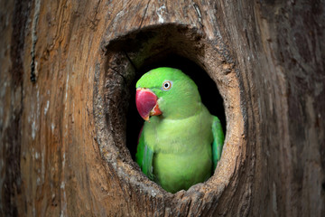 Green Parrot. © MrPreecha