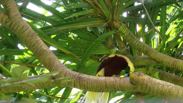 low angle view of a greater bird of paradise on a tree branch at bali bird park on the island of bali, indonesia