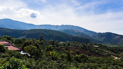 Fototapeta na wymiar coffee bushes growing in the countryside outside Dalat, Vietnam 