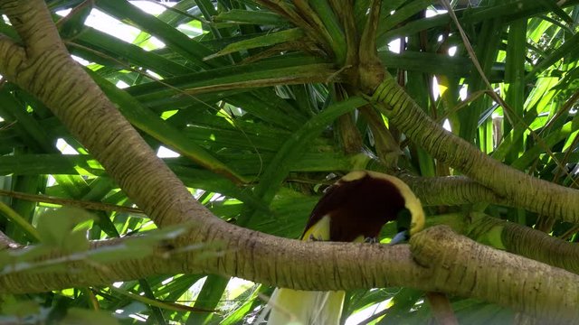 front view of a greater bird of paradise at bali bird park on the island of bali, indonesia