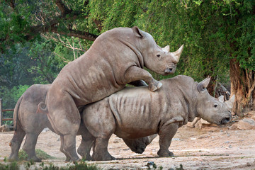 Naklejka premium White rhino breeding in zoo.