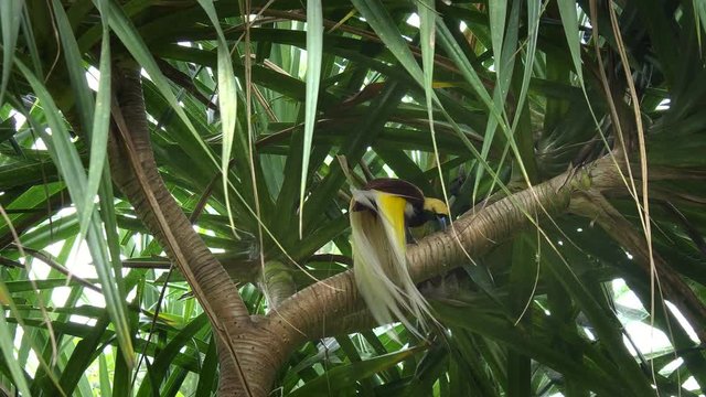 a greater bird of paradise wiping its beak on a branch on the island of bali, indonesia