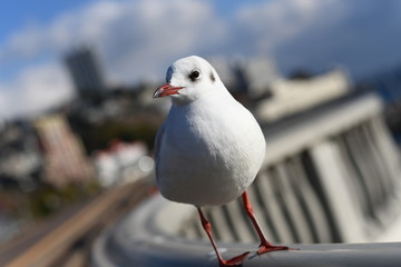 熱海のユリカモメ