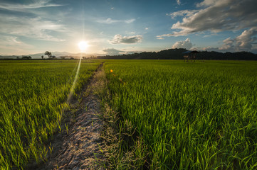 sunrise at rice paddy field at Kota Belud, Sabah Malaysia.
