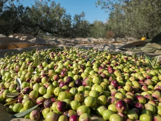Foto auf Glas Many fresh picked olives on the ground © MaZvone