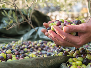 Many olives in farmers hand