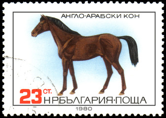 BULGARIA - CIRCA 1980: a stamp, printed in Bulgaria, shows a Anglo-Arabian horse