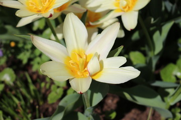 beautiful blooming tulips in the spring sun