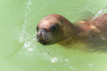 The California sea lion.