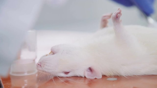 Dissection of the laboratory rat in a sterile room. Laboratory experiments and animal testing. Cruel experiments. Sorry for the animal. Laboratory mouse under anesthesia on a laboratory table.