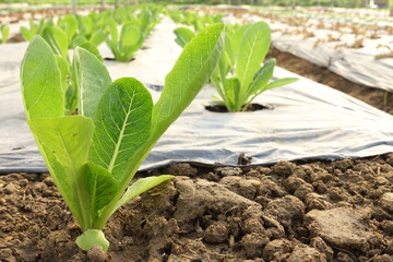 Growing organic vegetable farms for background