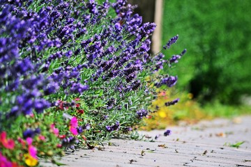 Gehsteig mit Lavendel © bwagner