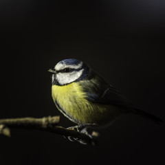 Mésange du Grésivaudan - Chartreuse - Isère.