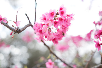 Pink flowers with bees