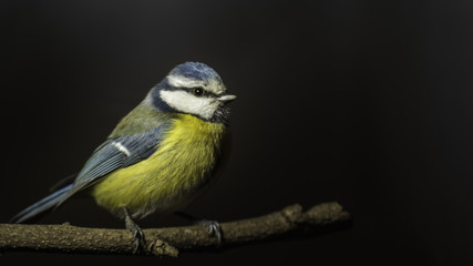 Mésange du Grésivaudan - Chartreuse - Isère.