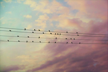 31 swallows on the wires