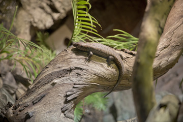 lizard on a branch