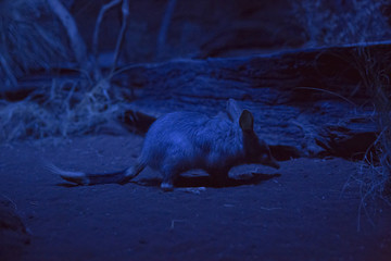 Bilby