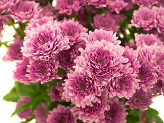 Obraz premium 菊の花