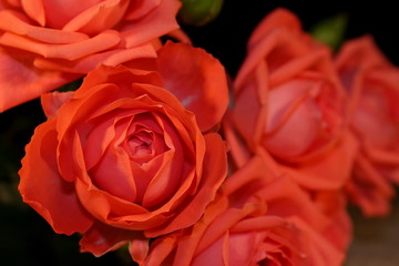 красивая розовая роза которая лежит на деревянных досках      