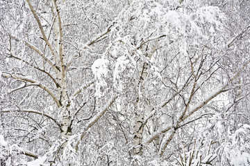 View from below on trees covered with snow.