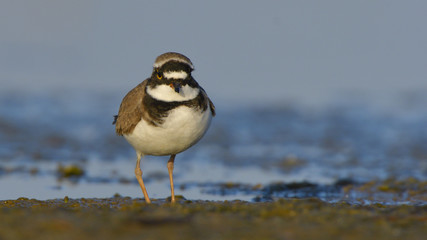Little ringed plover (Charadrius dubius)