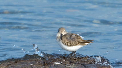 Curlew sandpiper (Calidris ferruginea)