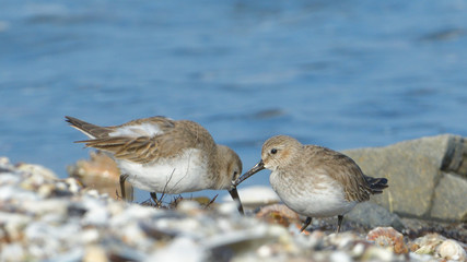 Curlew sandpiper (Calidris ferruginea)