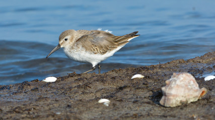 Curlew sandpiper (Calidris ferruginea)