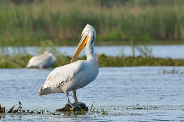 Dalmatian Pelican (Pelecanus crispus)